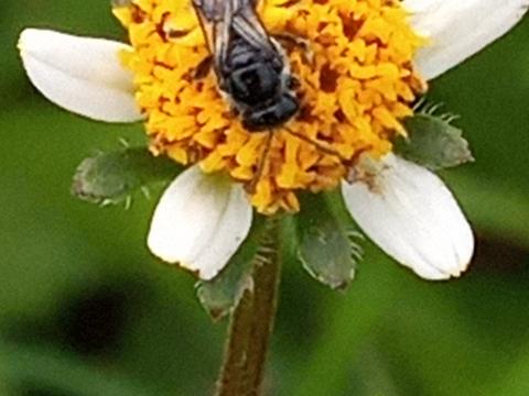 Halictid bee foraging on Bidens pilosa