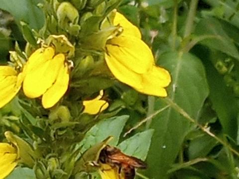 Leafcutter bee (Megachile spp.) taking nectar from Justicia flava