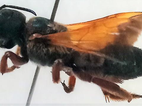 Megachile sp. lateral