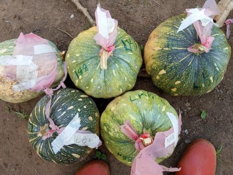 Adequate and timely pollination results in plenty of full-sized pumpkins