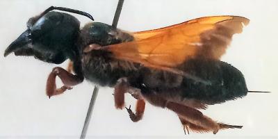 Megachile sp lateral