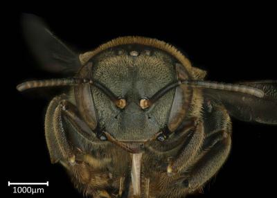 Meliponula bocandei female face