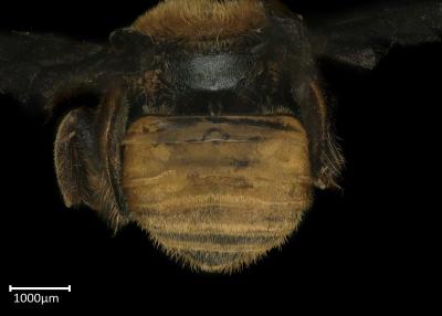 Meliponula bocandei female abdomen