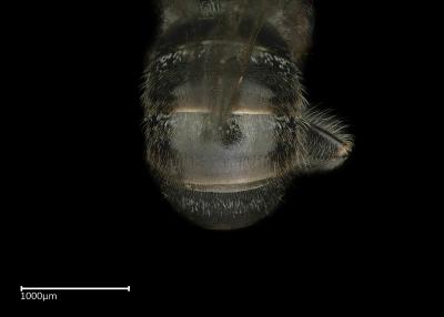 Lasioglossum sp. male abdomen
