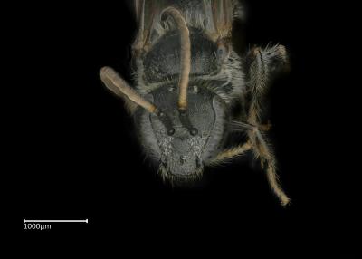 Lasioglossum sp. male face