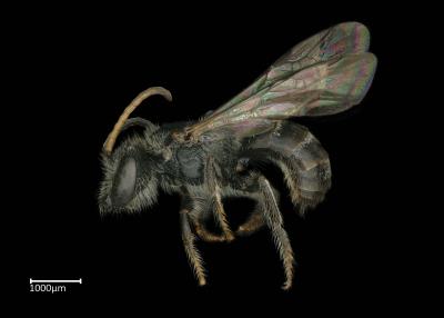 Lasioglossum sp. male lateral habitus