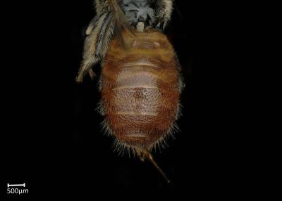 Allodape sp. female abdomen