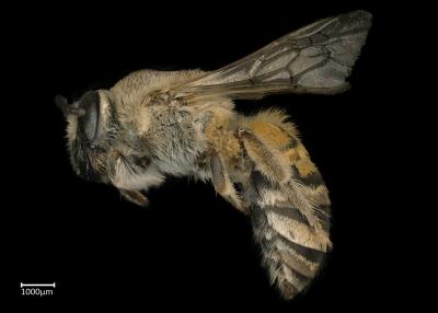 Colletes rothschildi female lateral habitus