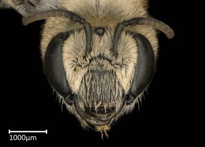 Colletes rothschildi female face