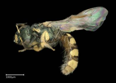 Ceylalictus muiri female lateral habitus