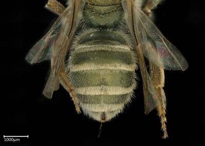 Halictus jucundus female abdomen