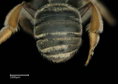 Pseudapis anthidioides female abdomen