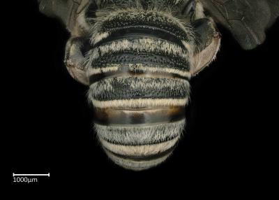 Pseudapis riftensis male abdomen