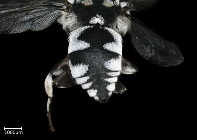 Thyreus  sp. male abdomen