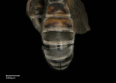 Thrinchostoma sp. male abdomen