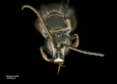 Thrinchostoma sp. male face