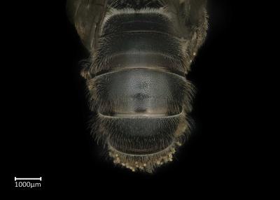 Systropha macronasuta female abdomen