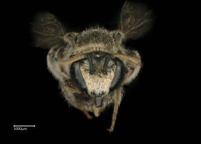 Steganomus junodi male face