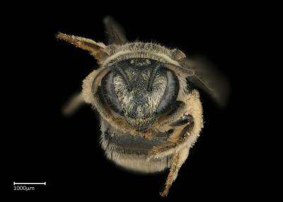 Steganomus junodi female face