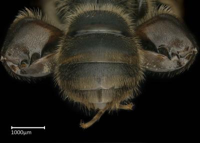 Lipotriches sp. male abdomen