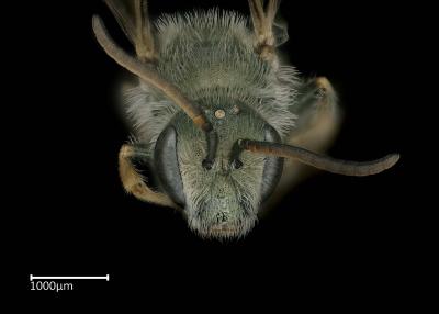 Halictus sp. male face