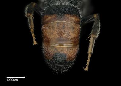 Sphecodes sp. male abdomen