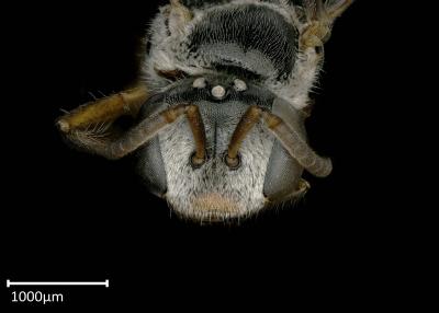 Eupetersia sp. female face