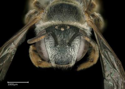 Lipotriches sp. female face