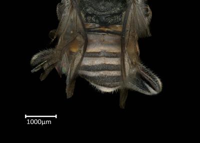 Axestotrigona ferruginea female abdomen