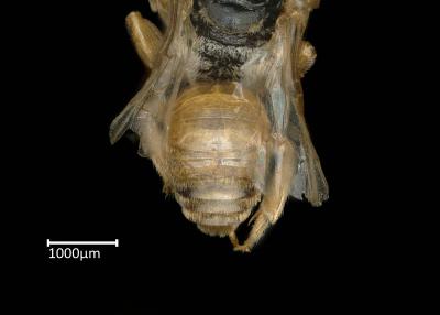 Ctenoplectra politula male abdomen