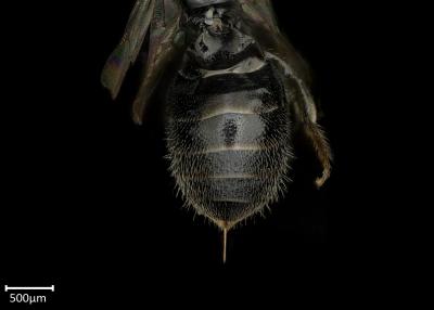 Braunsapis sp. female abdomen