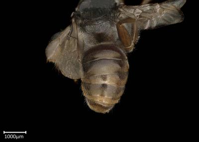 Ctenoplectra antinorii male abdomen