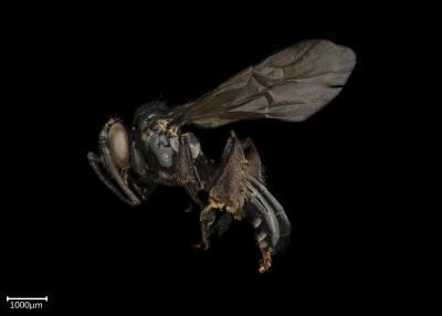 Dactylurina schmidti male lateral habitus