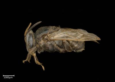 Axestotrigona erythra male lateral habitus