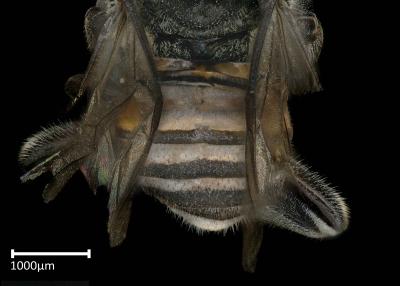 Axestotrigona erythra female abdomen