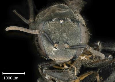 Axestotrigona erythra female face