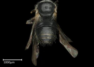 Braunsapis bouyssoui abdomen