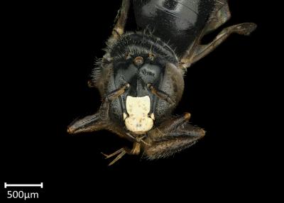 Braunsapis bouyssoui male face