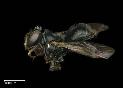 Braunsapis bouyssoui male lateral habitus