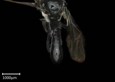 Dactylurina staudingeri female abdomen