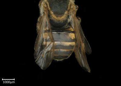 Meliplebeia beccarii female abdomen