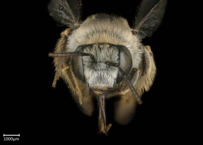 Tetraloniella tenuifasciata female face