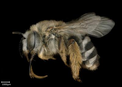 Tetraloniella tenuifasciata female lateral habitus