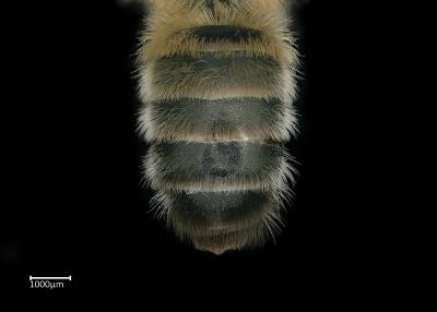 Melitta arrogans male abdomen