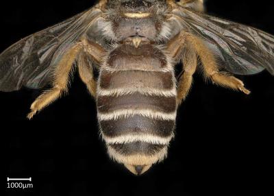 Meliturgula braunsi female abdomen