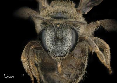 Lasioglossum whiteanum female face