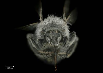 Systropha hirsuta male face