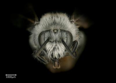 Colletes albohirtus male face