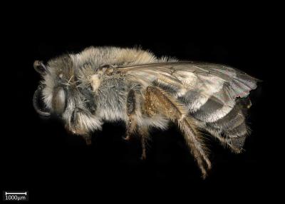 Colletes capensis female lateral habitus