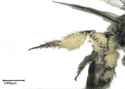 Scrapter opacus female hindleg scopa